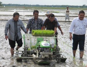 Menteri Adi Amran (tengah)  menanam padi bersama Gub.Sumut Gatot (dua kanan) dan anggota DPR Anton S. (Foto:sembada/dok)