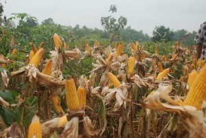 Setiap tiba masa panen jagung justru petani susah karena harga sangat rendah. (Foto:sembada/ist)