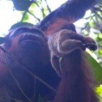 Dokumentasi Orang hutan Kalimantan KP  Makur - Tuanan Team memangsa kukang (Foto:sembada/tim ilmuwan unas dan mitra internasional)