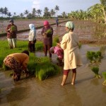 Petani Desa Cidamar, Kec.Cidaun sedang memersiapkan benih padi dari persemaian untuk ditanam pada lahan mina padi seluas 10 ha (Foto:sembada/rori)
