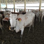 Sapi dalam kandang di Gresik, Jawa Timur. Sapi peternak rakyat maupun sapi penggemukan milik pengusaha besar terancam musnah (Foto:sembada/henry)