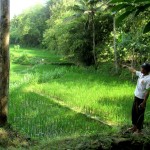 Masih Desa Sendang Sari kini ditanami padi varietas unggul Inpari-42 seluas 3 ha. Ladang  warga sebelahnya juga akan dibuldoser dan ditraktor untuk segera dibuat sawah (Foto:sembada/rori)