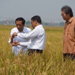 Presiden dan Mentan panen padi (Foto: humastan/dok)