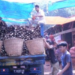 Ubi kayu diangkut ke Pasar Induk Kramatjati, Jakarta Timur. (Foto: sembada/mare)