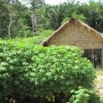 Hamparan ubi kayu (Foto:sembada/rori)