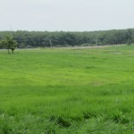 Hamparan padang penggembalaan (Foto:sembada/mare)