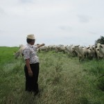 Ketut panggil sapi dengan bahasa ala  “Sembawa” (Foto:sembada/mare)