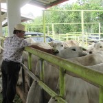 Ketut "melayani" makan sapi tapi hanya segenggam (Foto:sembada/mare)