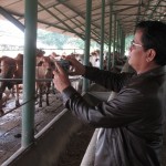 Drh I Ketut Diarmita incar sapi yang terlihat ganas (Foto:sembada/mare)