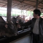 Ketut coba cermati tampilan sapi Brahman (Foto:sembada/mare)