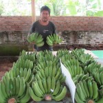 Budi Santoso menyortir pisang sebelum dikemas pada bagungan pengemasan yang hampir selesai (Foto:sembada/rori)