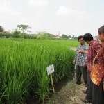 Suharno, SP,MP (kiri) bersama Rajiman (kanan) menjelaskan potensi padi percobaan yang mencapai 12 ton per hektare (Foto:sembada/rori)