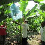 Sigit (tengah) disaksikan Edi Sujono (kanan) dan Subardi memeriksa pisang yang mulai matang (Foto:sembada/rori)