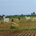 Petani panen dengan memukulkan batang padi dan malai untuk merontok biji padi secara tradisional (Foto:sembada/rori)