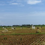 Petani sedang panen di lahan sawah di Desa Budi Asih, Kec.Tegal Buleud (Foto:sembada/rori)