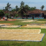Para petani menjemur padi secara tradisional di lapangan milik desa di Desa Budi Asih,Kec.Tegal Buleud (Foto:sembada/rori)