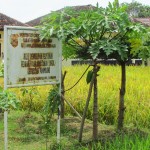 Kantor Penyuluh Kecamatan Panimbang di tengah persawahan dengan hamparan padi menguning  siap panen (Foto:sembada/rori)