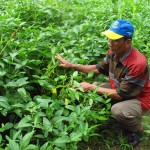 Penyuluh Kaisan di tengah tanaman kedelai yang ada di lahan PT Hutan Jati Makmur di Desa Citerep, Kec.Panimbang (Foto:sembada/rori)