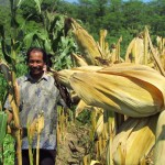 Ketua Kelompok Tani Suko Maju Ngadi di lahan jagung yang akan diolah untuk kedelai musim tanam mendatang (Foto:sembada/rori)