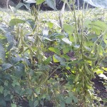 Tanaman kedelai unggul varietas Anjasmara untuk calon benih di lahan Kelompok Tani Darma Ikhtiar (Foto:sembada/rori)