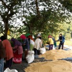 Para anggota Koptan Darma Ikhtiar bekerja keras mengemas benih yang sudah disortir (Foto:sembada/rori)