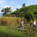Para petani sedang menyiangi tanaman jagung di sebelah tanaman yang akan dipanen (Foto:sembada/rori)