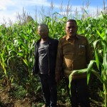 Arnol dan Marganda di lahan jagung seluas 2 ha. Pada pertengah Januari akan panen (Foto:sembada/rori)