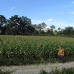 Marganda Silaban di lahan milik anggota kelompknya yang lain. Diharapkan produktivitasnya capai 8 ton per ha (Foto:sembada/rori)