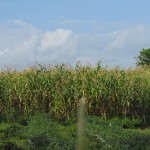 Lahan jagung milik Pariaman Sinaga yang juga siap panen (Foto:sembada/rori)
