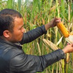 Arnol pada lahan jagung lokal dengan produktivitas 4 ton per ha yang bisa bersaing dengan jagung varietas unggul. (Foto:sembada/rori)