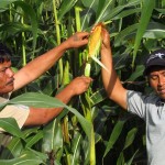 Manangar dan Pariaman perlihatkan jagung varietas unggul dan memperkirakan hasilnya bisa mencapai 7 ton per ha (Foto:sembada/rori)