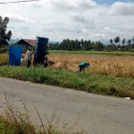 Para petani mempersiapkan "tong padi" untuk melambuik (merontokkan) biji padi dari malai (Foto:sembada/rori)