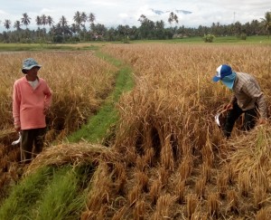 Petani mulai menyabit padi yang telah masak (Foto:sembada/rori)