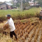 Petani melambuik padi yang dipanen (Foto:sembada/rori)