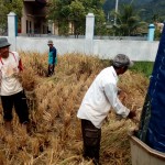 Alisar (kanan) memperhatikan sahabatnya melambuik padi yang disiapkan (Foto:sembada/rori)