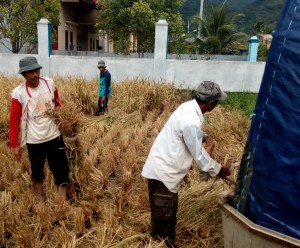 Alisar (kanan) memperhatikan sahabatnya melambuik padi yang disiapkan (Foto:sembada/rori)