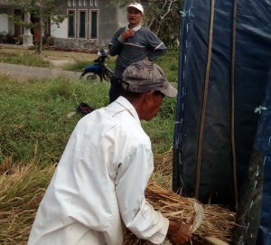 Melambuik dengan sangat serius agar semua biji padi rontok dan tidak terbuang (Foto:sembada/rori)