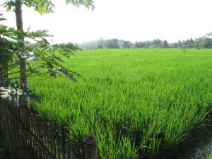 Hamparan padi unggul Impari-30 seluas 384 ha di Desa Nenggala Mekar (Foto:sembada/rori)