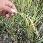Inilah malai padi Bromo yang kulit gabahnya lebih tipis 50 persen dibanding padi jenis lain dan berasnya lebih banyak walau hasil panengabahnya lebih sedikit (Foto:sembada/rori)