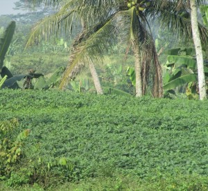 Hamparan tanaman kedelai varietas unggul Dena-1 yang tahan naungan di Desa Citalahab, Kec.Banjar, Pandeglang (Foto:sembada/rori)