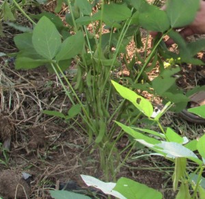 Bakal benih in terus dikawal dengan perawatan yang ketat (Foto:sembada/rori)