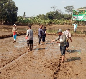 Para petani dengan semangat mengikuti petunjuk untuk menebar benih seara langsung tanpa disemai lagi (Foto:sembada/rori)