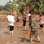 Wartawan Media Pertanian online www.sembadapangan.com Fitria Rorita (tengah) terjun sawah menyisir benih yang telah ditabur (Foto:sembada/henry)