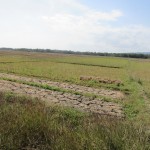 Puluhan hektare lahan persisi di sisi irigasi primer ini tidak bisa ditanami (Foto:sembada/henry)
