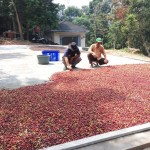 Produksi kopi robusta dari Kecamatan Cinangka, Kab.Lebak kini menjadi andalan baru Prov.Banten untuk memasuki pasar domestik, nusantara dan ke dunia (Foto:sembada/dok-rori)