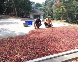 Produksi kopi robusta dari Kecamatan Cinangka, Kab.Lebak kini menjadi andalan baru Prov.Banten untuk memasuki pasar domestik, nusantara dan ke dunia (Foto:sembada/dok-rori)