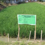 Demonstration Plot (Demplot) padi-mina seluas s hektare di Kec.Bayah, Kab.Lebak dikembangkan dengan dana APBD Prov.Banten (Foto:sembada/dok-rori)