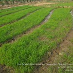 Ini tanaman padi yang tumbuh sehat 13 hari setelah tanam atau HST di Desa Pasir Tanjung, Cikarang Pusat (Foto:sembada/dok)