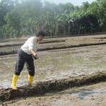 Wartawan Media Pertanian online www.sembadapangan.com Henry Supardi berpartisiapasi menanam padi dengan pola TABELA di Desa Pasir Tanjung, Kecamatan Cikarang, Kab.Bekasi (Foto:sembada/rori)