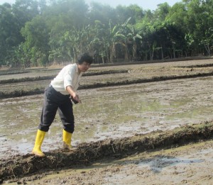 Wartawan Media Pertanian online www.sembadapangan.com Henry Supardi berpartisiapasi menanam padi dengan pola TABELA di Desa Pasir Tanjung, Kecamatan Cikarang, Kab.Bekasi (Foto:sembada/rori)